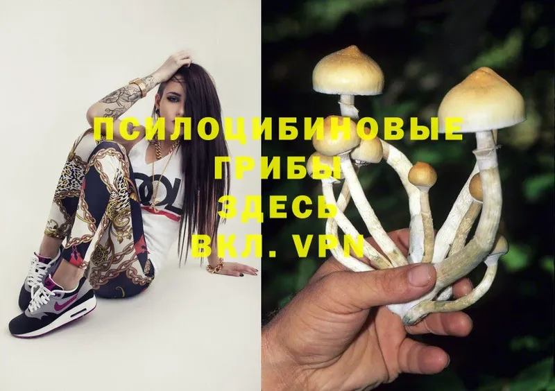 Псилоцибиновые грибы Magic Shrooms  Кашин 